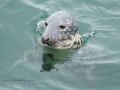 Kegelrobben (Grey Seals)